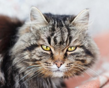 Uykulu kedi yavrusu 