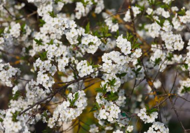 Çiçek açmış kiraz ağacı