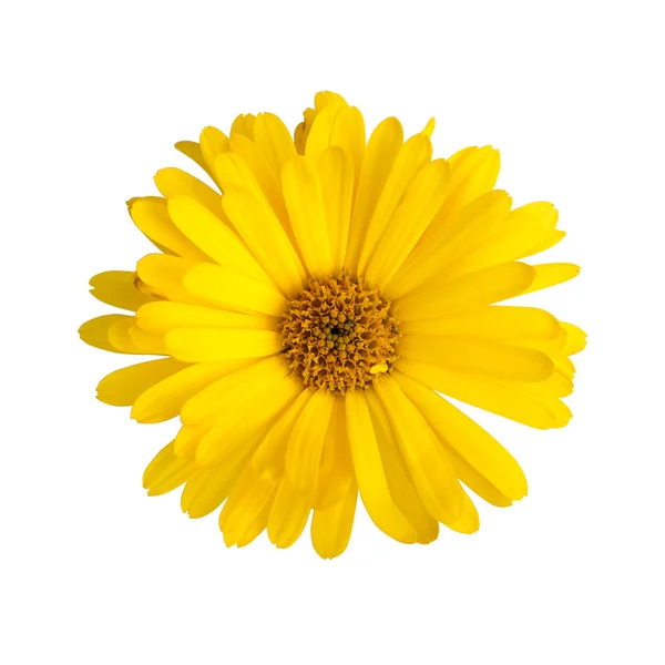 Bloem van calendula — Stockfoto