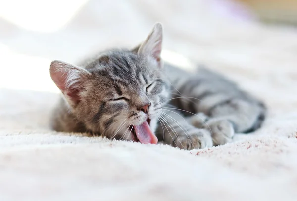 Gattino assonnato — Foto Stock