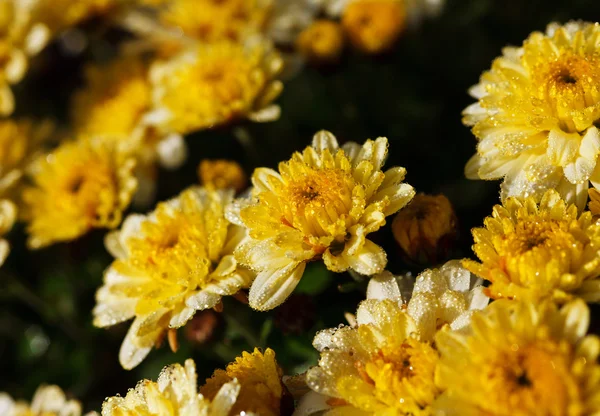 Yellow chrysanthemum flowers — Stock Photo, Image