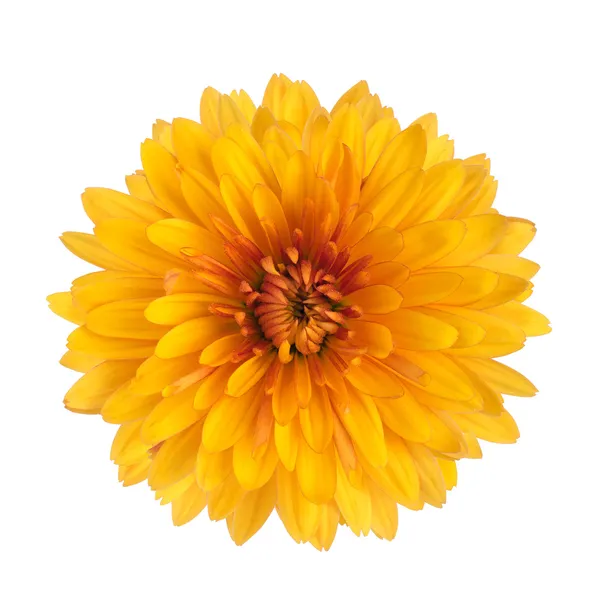 Gelbe Chrysanthemenblüte — Stockfoto