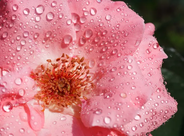 Mooie bloem-rose met natte bloemblaadjes — Stockfoto
