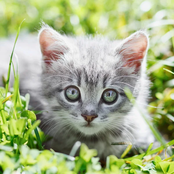 Küçük kedicik çimlerde — Stok fotoğraf