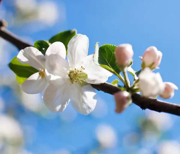 Ramo de árvore em flor — Fotografia de Stock