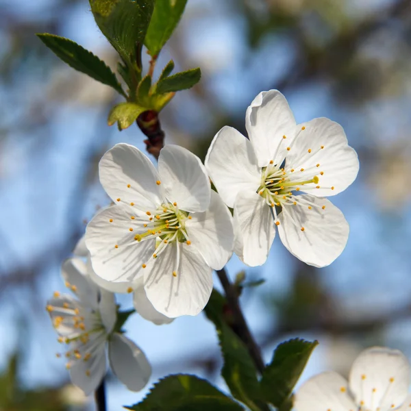 Körsbärsblomma — Stockfoto