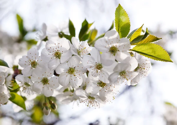 Wiśnia blossmom w okresie wiosennym — Zdjęcie stockowe