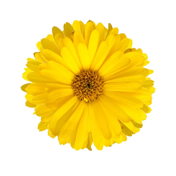 Blume der Ringelblume — Stockfoto