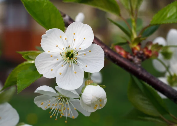 Flor de cerezo en primavera —  Fotos de Stock