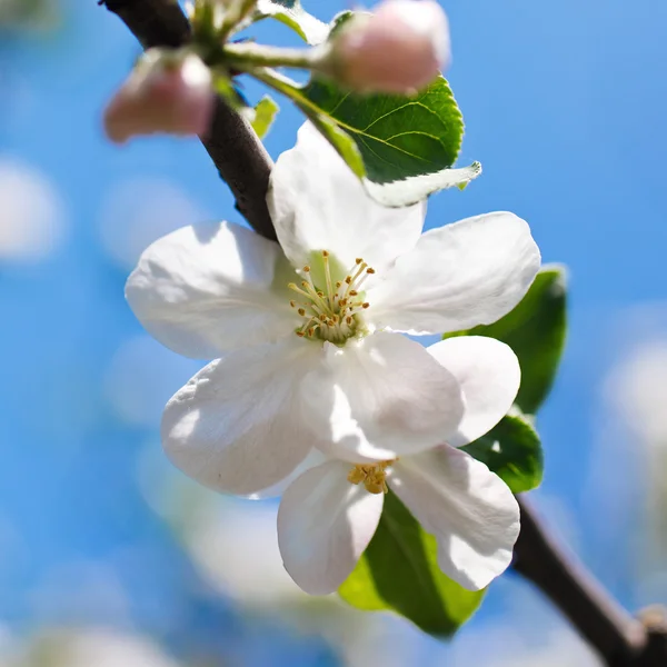 Tree branch in bloom — Stock Photo, Image