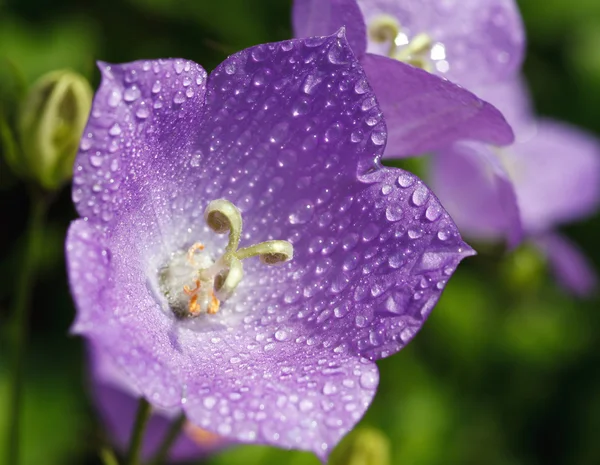 Bluebell with drops of dew — Stock Photo, Image