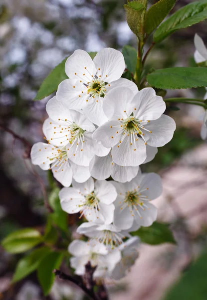 Flor de cerezo —  Fotos de Stock