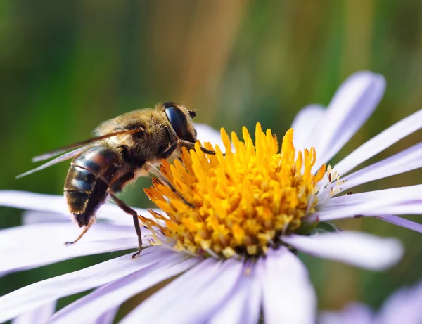 Bee on a daisy flower — Stock Photo, Image