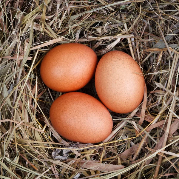Huevos de nido —  Fotos de Stock