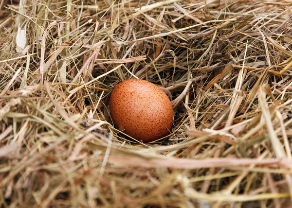 Яйце в гнізді — стокове фото