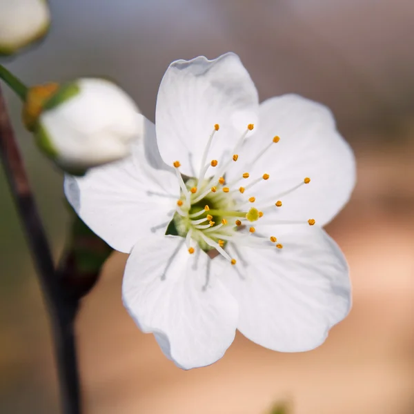 Cherry Blossom — Stock Photo, Image