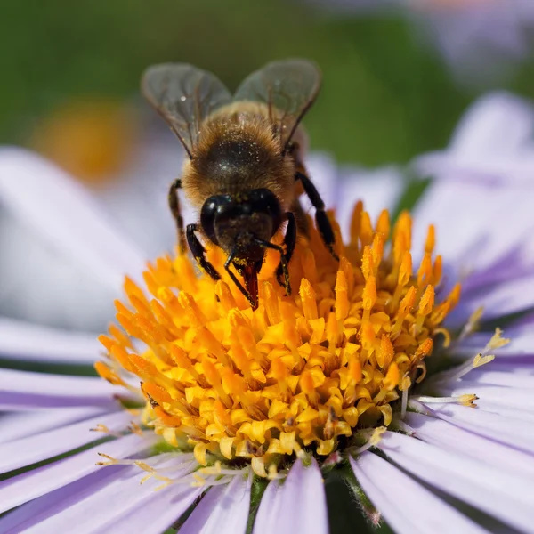 Bee och en tusensköna — Stockfoto