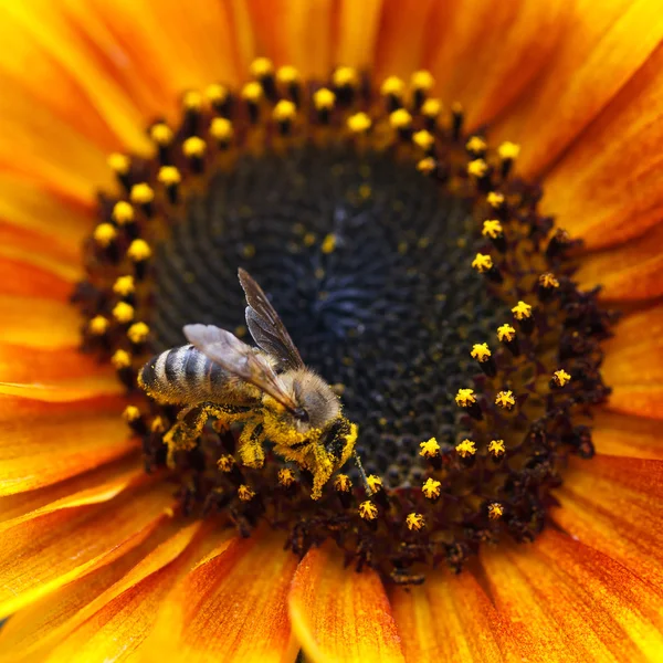 Solros med bee — Stockfoto