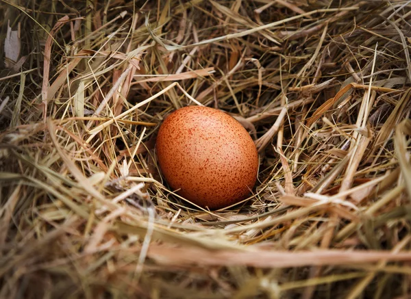 Egg in the nest — Stock Photo, Image
