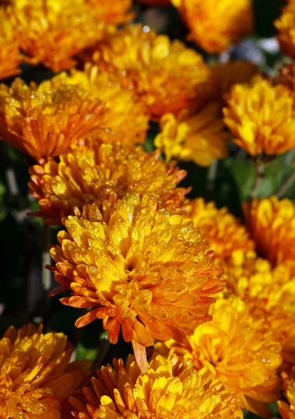 Chrysanthemum — Stock Photo, Image