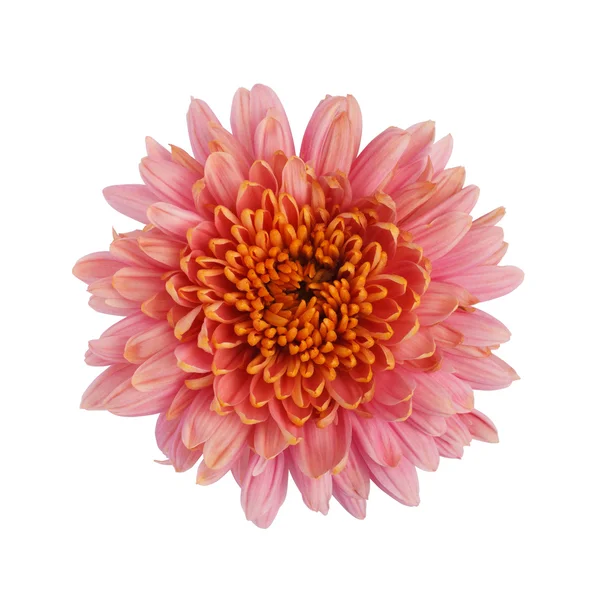 Flor de crisantemo — Foto de Stock