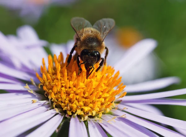 Bee och en tusensköna — Stockfoto