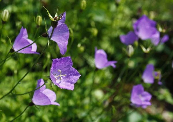 Harebells — Zdjęcie stockowe