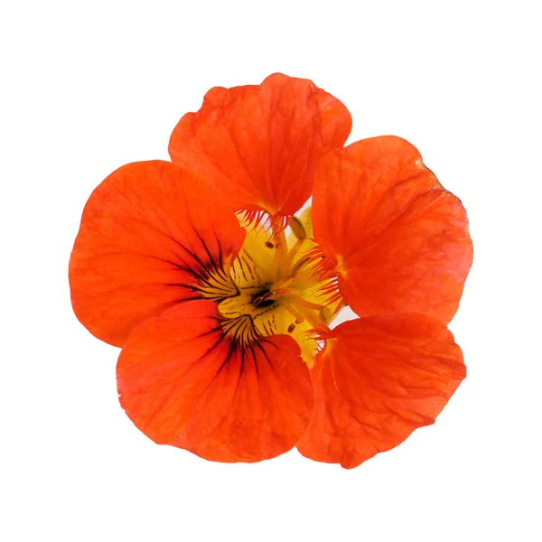 Nasturtium — Stockfoto