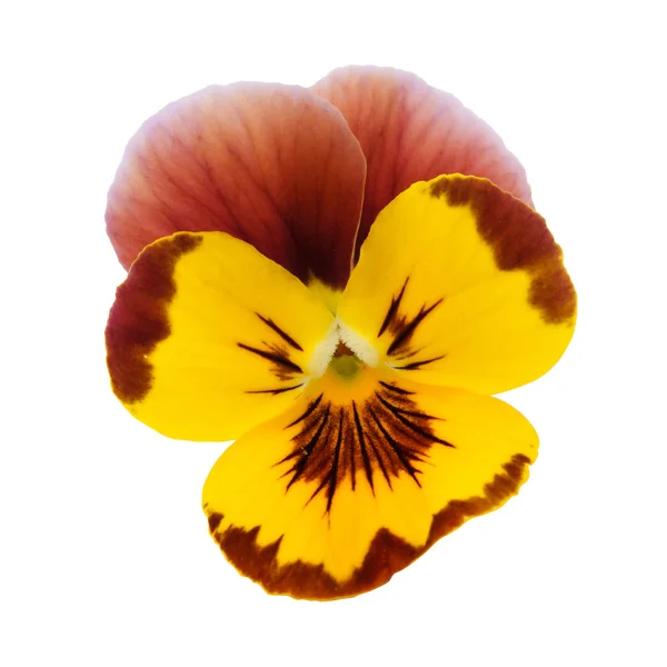 Pansy amarelo — Fotografia de Stock