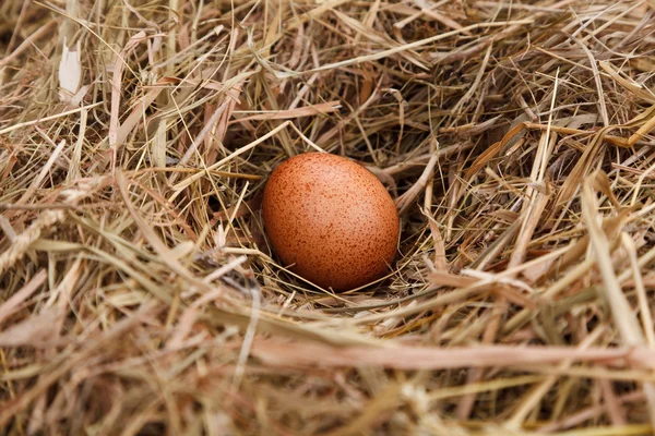 Яйцо в гнезде — стоковое фото