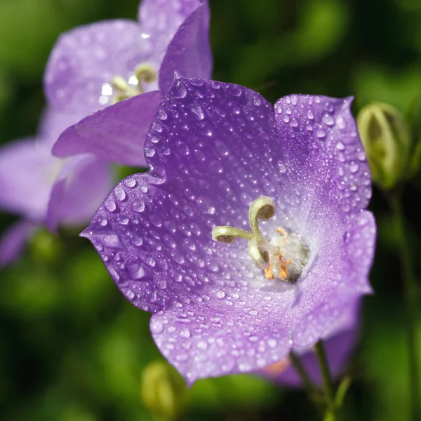 蓝铃花与露珠 — 图库照片