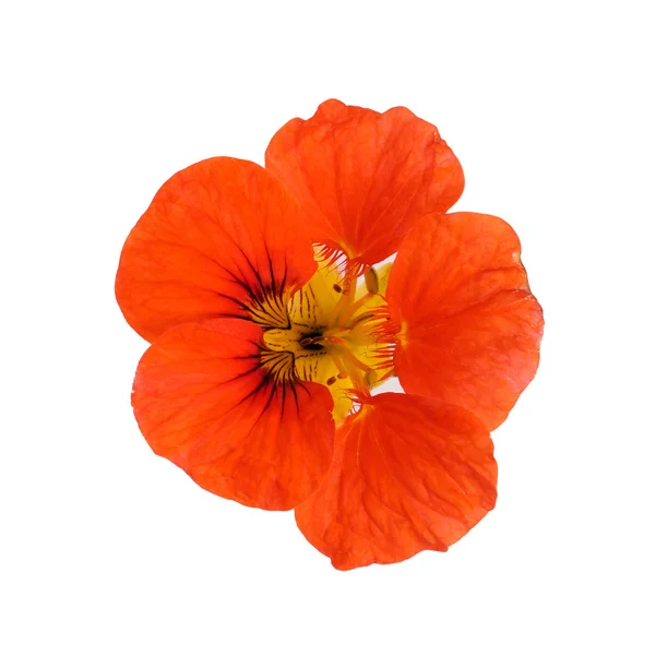 Nasturtium — Stock Photo, Image