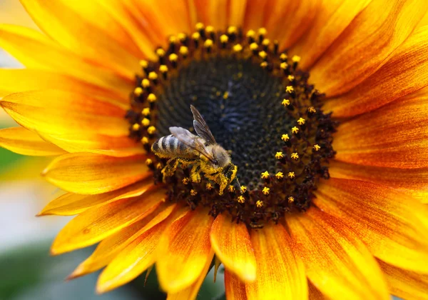 Sonnenblume mit Biene — Stockfoto