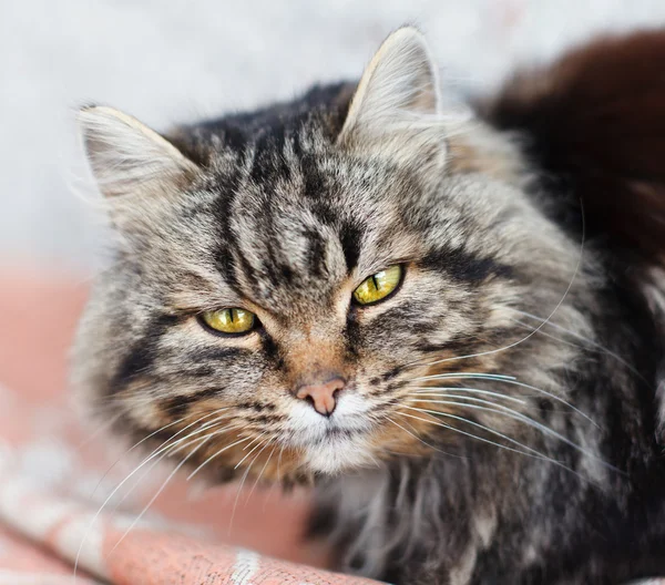 Sömnig kattunge — Stockfoto