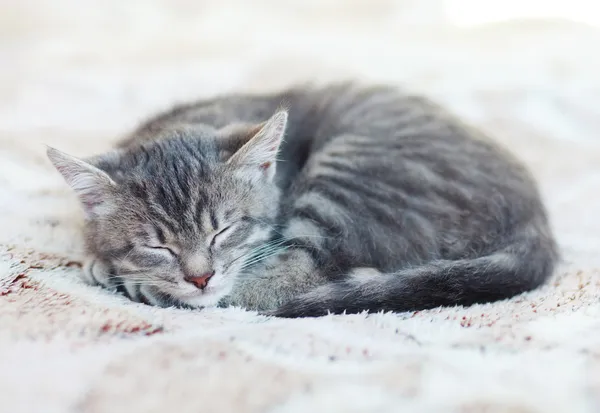 Sömnig kattunge — Stockfoto