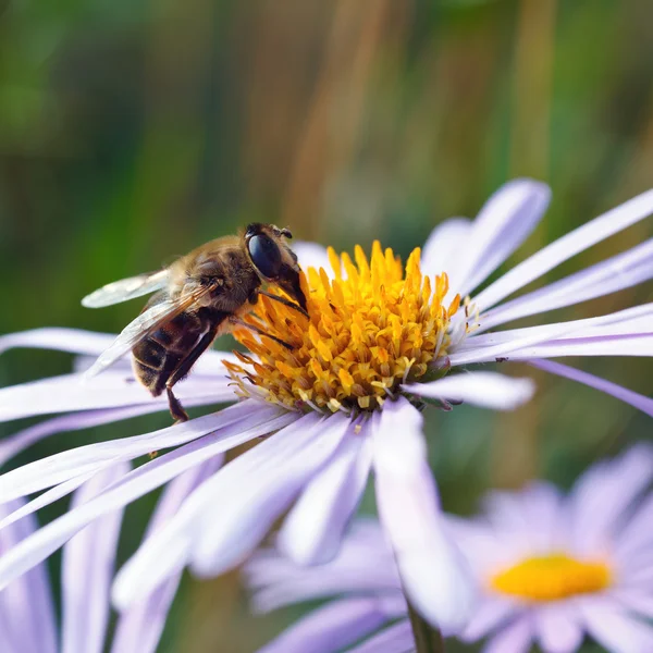 Bee on a daisy flower — Stock Photo, Image