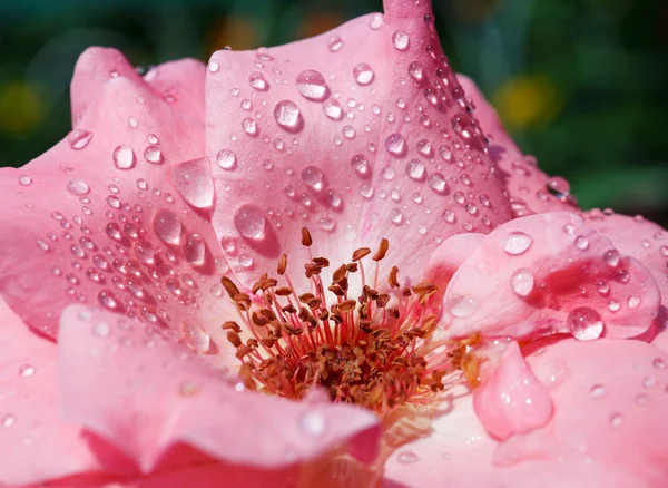 Rosa rosa com gotas de orvalho — Fotografia de Stock