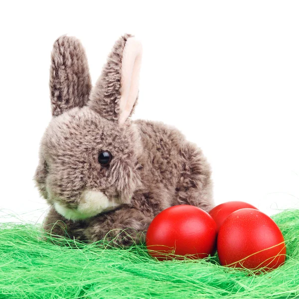 Easter Bunny with eggs — Stock Photo, Image