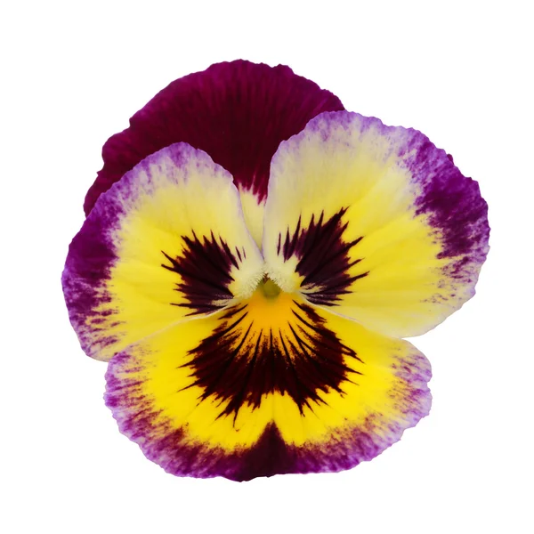 Pansy... — Fotografia de Stock