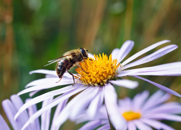 Bee on a daisy flower — Stock Photo, Image