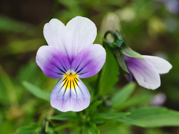 Pansy roxo — Fotografia de Stock