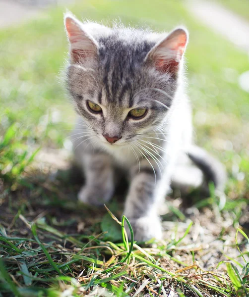 Liten kattunge — Stockfoto