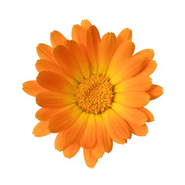 calendula çiçek