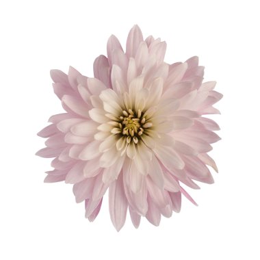 Kasımpatı çiçeği