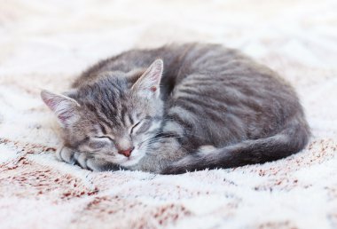 Uykulu kedi yavrusu 