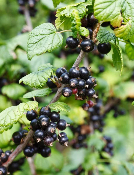 Branch of black currant — Stock Photo, Image