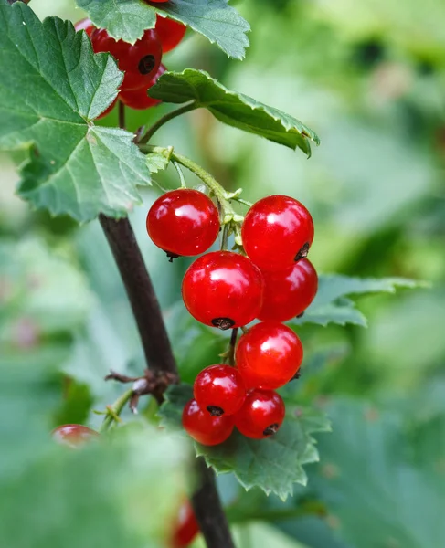 Red currant — Stock Photo, Image