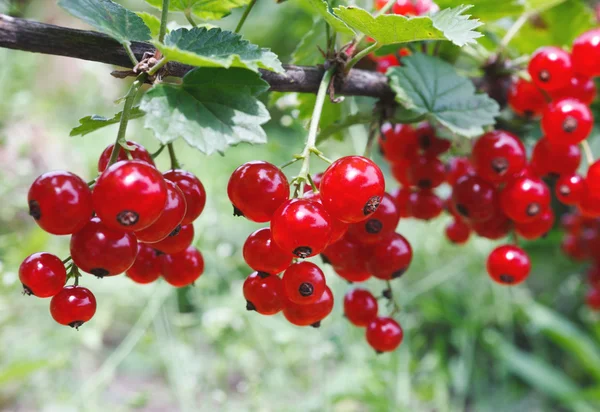 Red currant — Stock Photo, Image