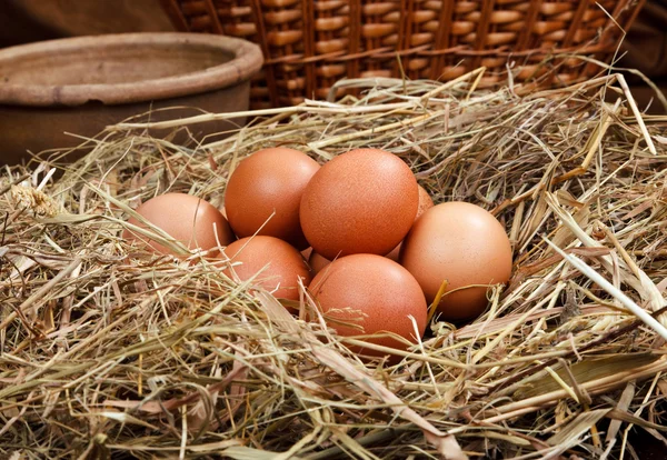 Nest ägg — Stockfoto