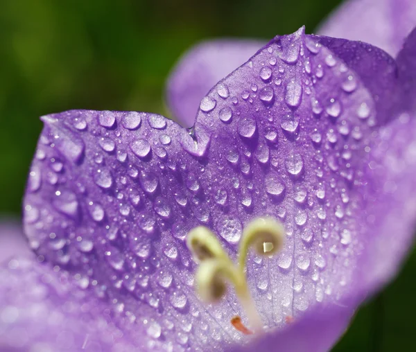 Вluebell with drops of dew — Stock Photo, Image